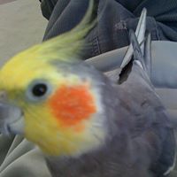 David Cheung Photo 24 David Cheung Photo 24