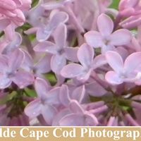 Susan Mckernan Photo 8