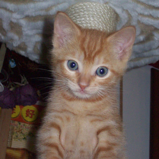 Julie Carrier Photo 9