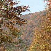 Paulette Rose Photo 12