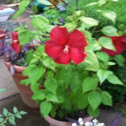 Debra Lawson Photo 31