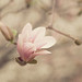 Alice Swaim Photo 7