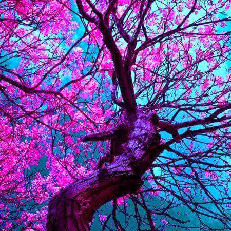 Tracy Manning Photo 40