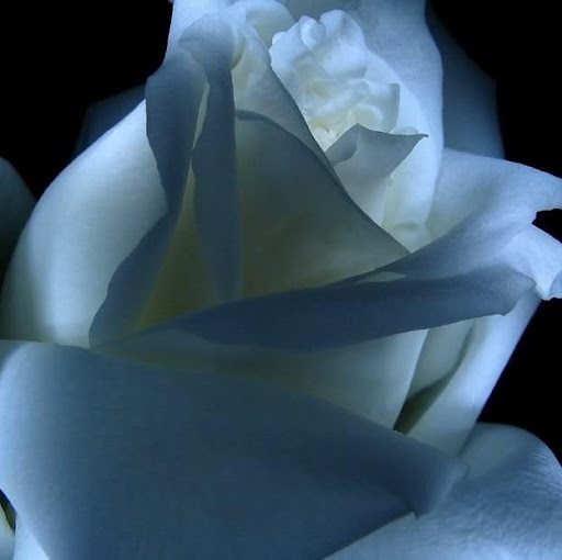 Cheri Rose Photo 4