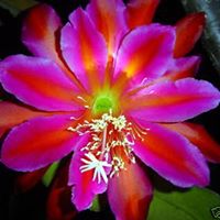 Nancy Speer Photo 19