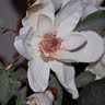 Joanne Dawson Photo 25