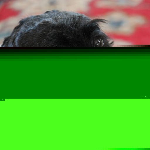 David Vesely Photo 27