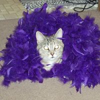 Kitty Carter Photo 14