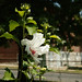 Joan Bloom Photo 31