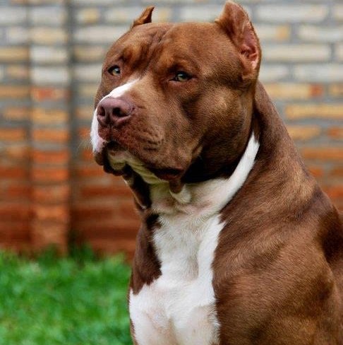 Richard Wolf Photo 24 Richard Wolf Photo 24