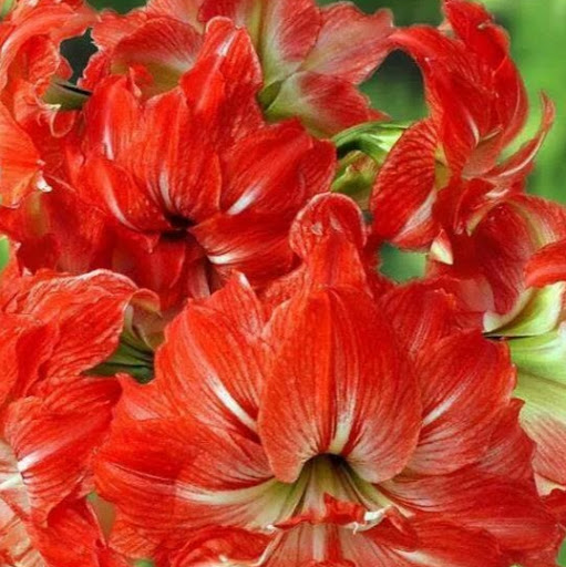 Michael Pool Photo 18