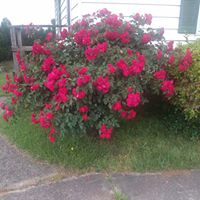 Carolyn Reed Photo 5