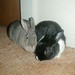 Michelle Lattimer Photo 9
