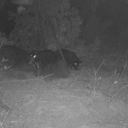 Diana Jenkins Photo 32