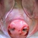 Patrick Cheung Photo 31