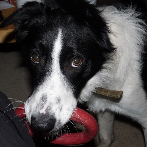 Dave Langston Photo 22