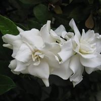 Deborah Simms Photo 15