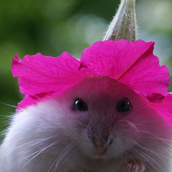 David Horne Photo 8 David Horne Photo 8