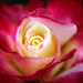 Robert Lachman Photo 13