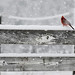 Tricia Cardinal Photo 10