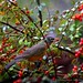 Robin Berry Photo 2