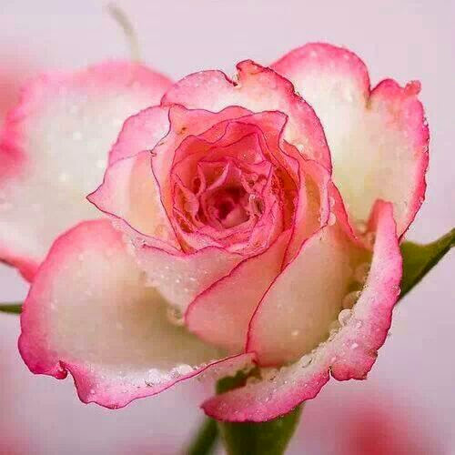 Camelia Hernandez Photo 8