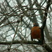 Robin Spring Photo 21