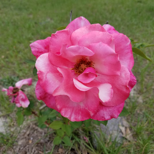 Connie Edwards Photo 29