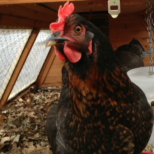 Julia Sterling Photo 26