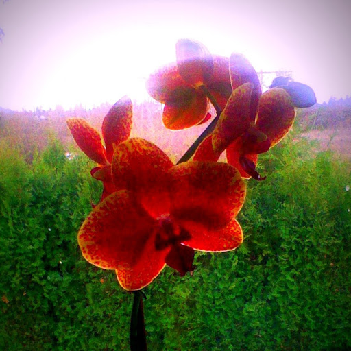 Victoria Crisp Photo 2