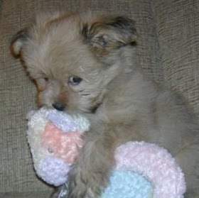 Denice Downs Photo 7