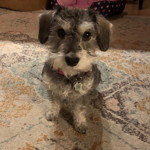 Paula Gillis Photo 3