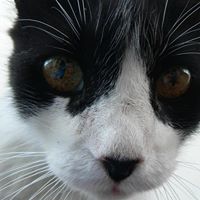 Paula Piccinini Photo 2