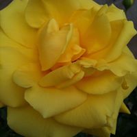 Laurel Webb Photo 31