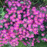 Anne Mcgregor Photo 27