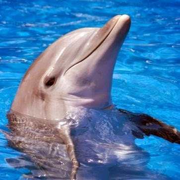 Janet Porter Photo 12