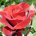 Joyce Rose Photo 24