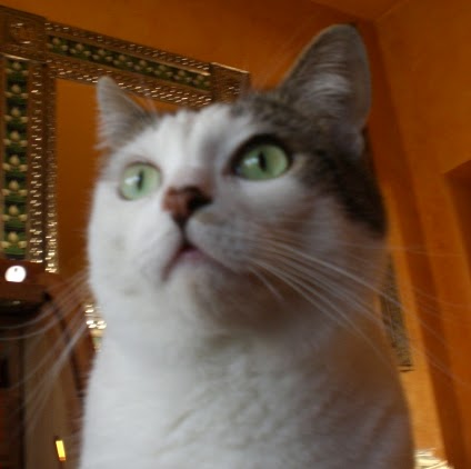 Cheryl Martin Photo 12