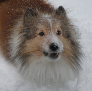 Amy Grossman Photo 34