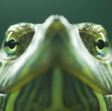 Debi Anderson Photo 15