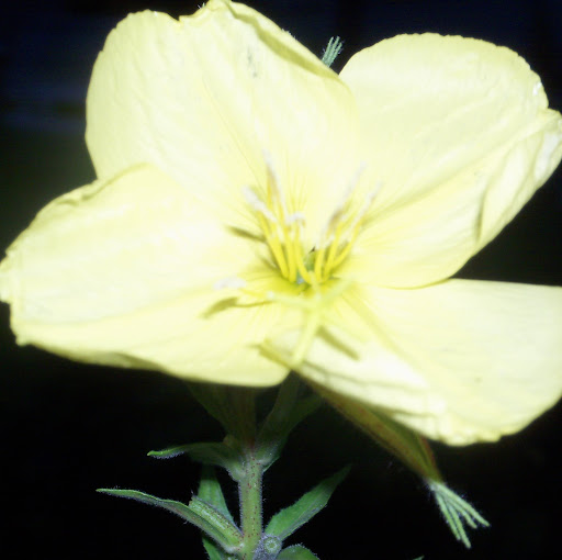 Carol Jackson Photo 47