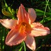 Anna Warner Photo 41