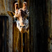 Clovis Peek Photo 3