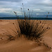 Sandy Reed Photo 8