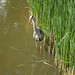Julia Carp Photo 7