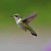 Ruth Hummel Photo 14