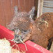 Samantha Hays Photo 21