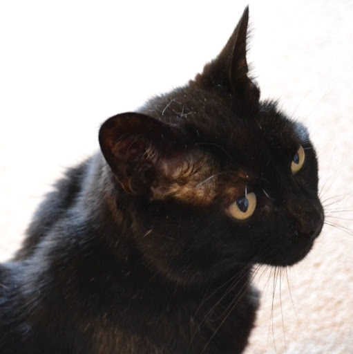 Benjamin Rich Photo 37