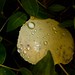 Bill Galbreath Photo 18