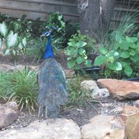 Toni Roberts Photo 27